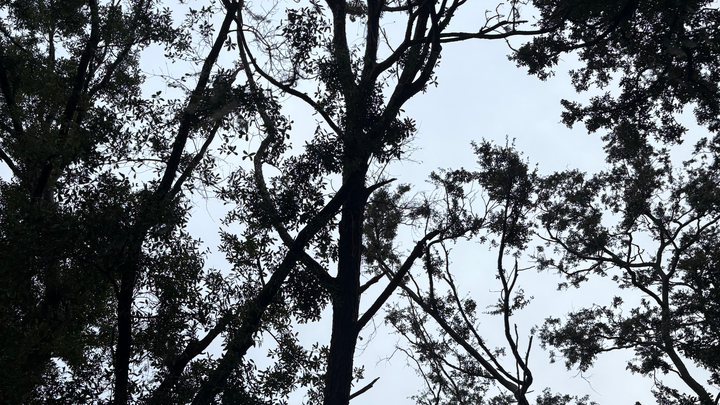 Tree removal campaign photo, 1 of 3