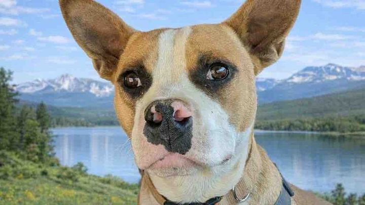 SoCal Paw Patrol: Helping Abandoned Dogs Find Home campaign photo, 1 of 11