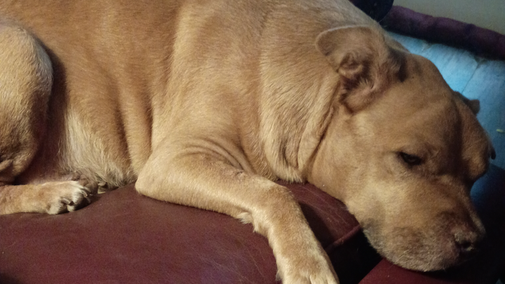 Main fundraiser photo