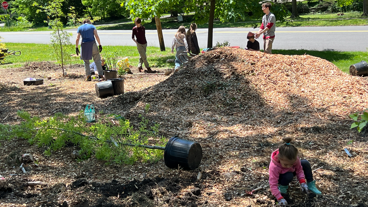 Support Chestnut Hill's First Mini-Forest campaign photo, 1 of 8