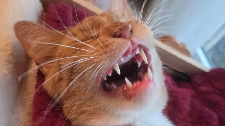 Support Cinnamon's Dental Surgery campaign photo, 1 of 7