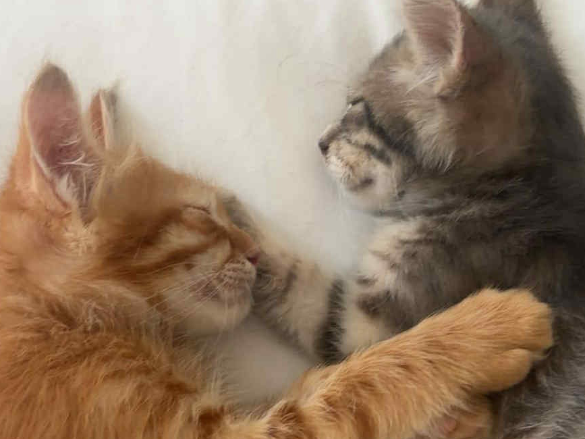 Simba & Nala’s rescue story & fundraiser campaign photo, 1 of 8