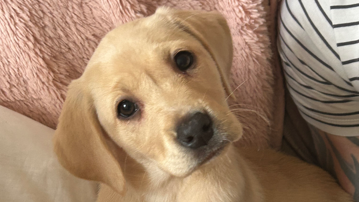 Puppy injured falling out of window campaign photo, 1 of 7