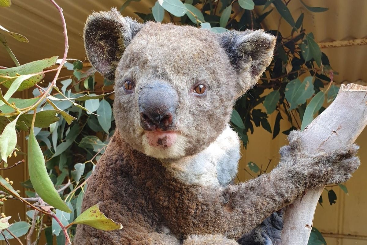 Unique wild rescue Koala 'Bear' – will now call Currumbin Wildlife  Sanctuary home! :: Currumbin Wildlife Sanctuary