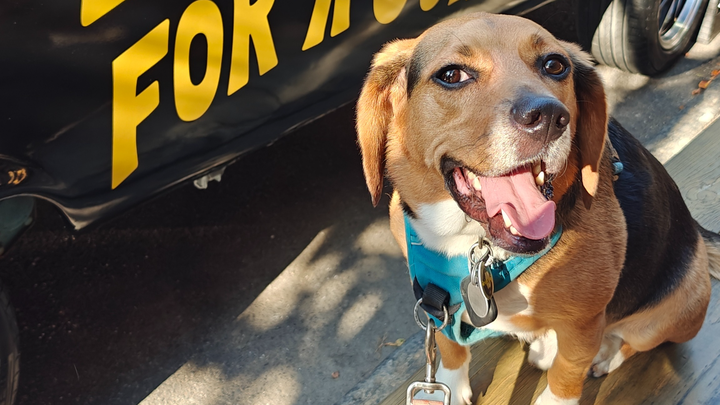 30 Mile Dog Walk for American Cancer Society campaign photo, 1 of 7