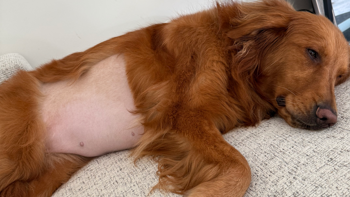 Help Remy Walk Again: Support Her Surgery campaign photo, 1 of 8