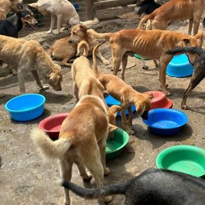 Help Raise Cats food and Vet bills
