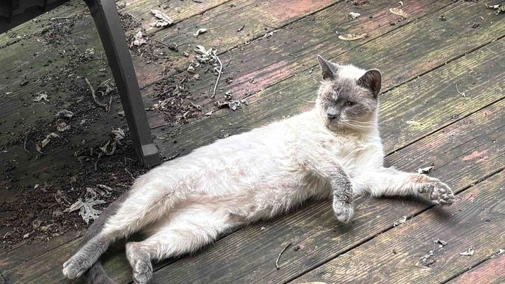 Neighborhood Cat Rescue❤️ campaign photo, 1 of 8