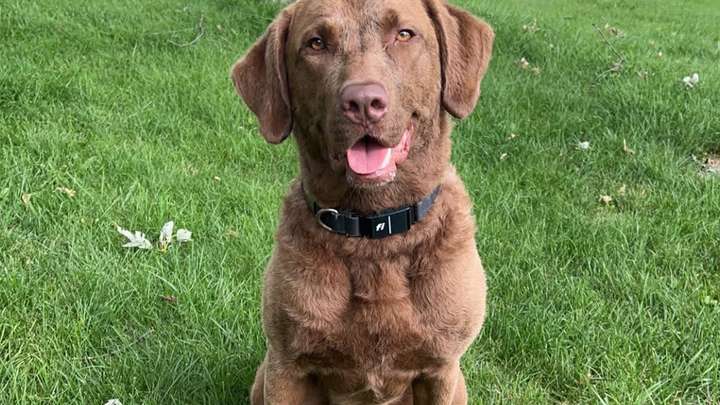 Help Gordie Recover: Support His Vet Care campaign photo, 1 of 7