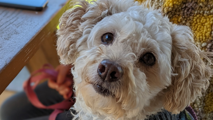 Help Rosie Recover: Support Her Surgery Costs campaign photo, 1 of 8