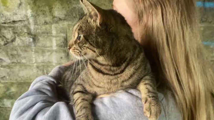Help save Milo’s Life