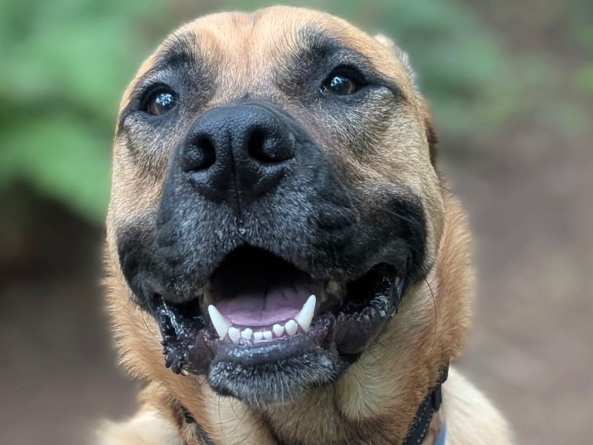 Help Duke Run Again: Surgery Fundraiser campaign photo, 1 of 8