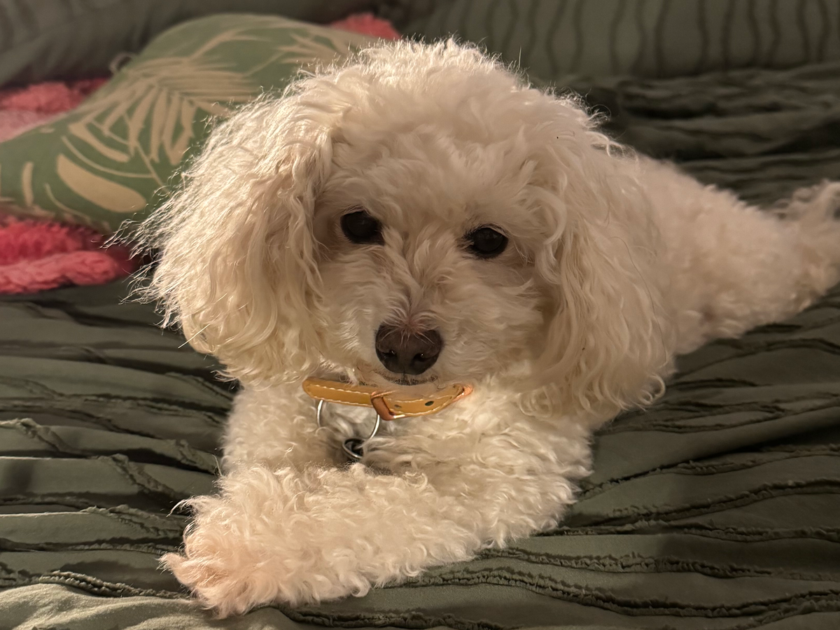 Prayers for Chanel- from Diagnosis to ICU campaign photo, 1 of 8