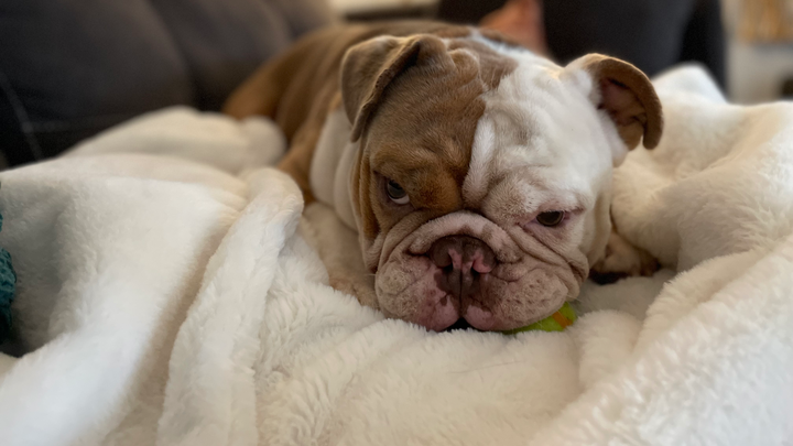 Harvey Needs a Helping Paw campaign photo, 1 of 8