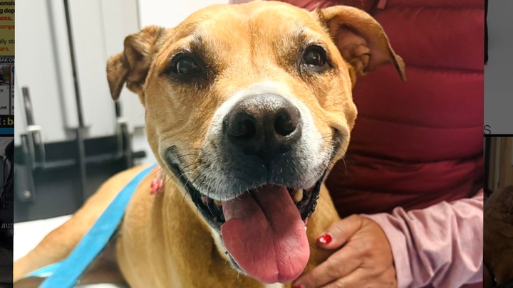 Help Bronx Walk Again After Her Accident campaign photo, 1 of 6