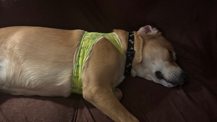 Help Dave McCaffrey's Puppy Get Surgery campaign photo, 1 of 3