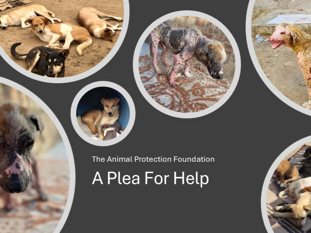 Crisis at Animal Protection Foundation - Save the dogs campaign photo, 1 of 3