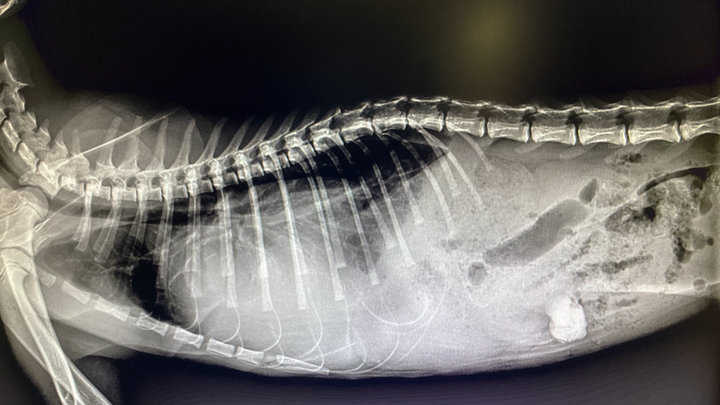 Fundraiser by Angela Velasquez : Stray kitten needs diaphramatic hernia