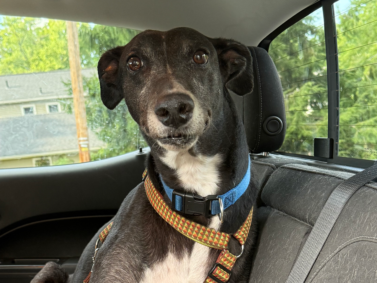 Help Tab Pay for Habibi's Vet Treatment campaign photo, 1 of 4