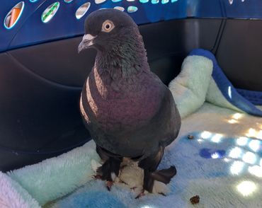 Darevan "Darvey" De Koster