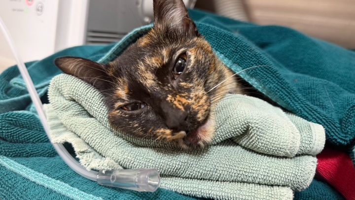 Support Nori’s Surgery After Her Accident campaign photo, 1 of 8