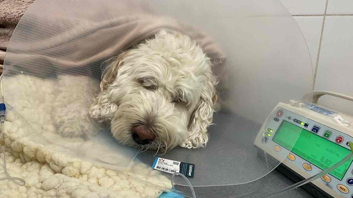 Help Save Atlas: Our Family's Best Friend ❤️