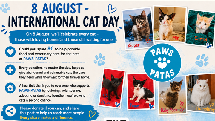 International Cat day campaign photo, 1 of 3
