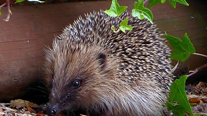 Hauptbild des Spendenaufrufs