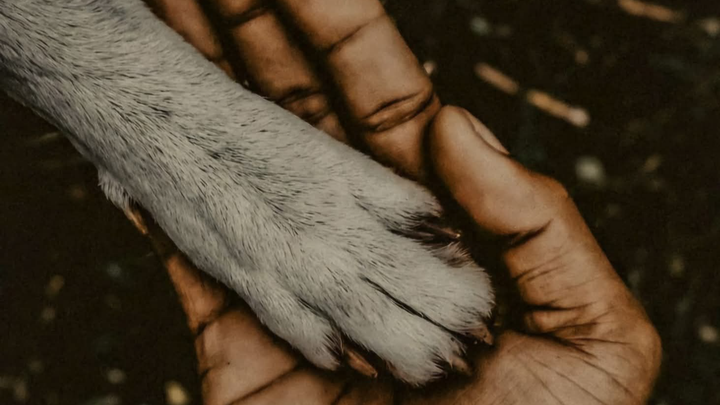 “Tracks of Hope: Supporting Dogs, Rangers & the Wild” campaign photo, 1 of 3