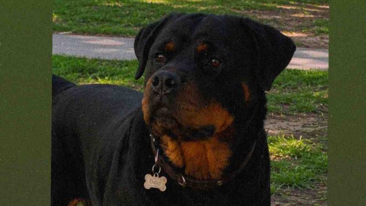 Justice for Daisy: Legal Support Needed campaign photo, 1 of 8