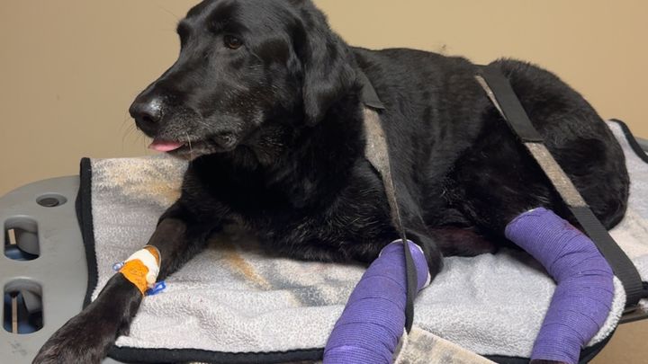 Help Trooper Get Leg-Saving Surgery campaign photo, 1 of 3