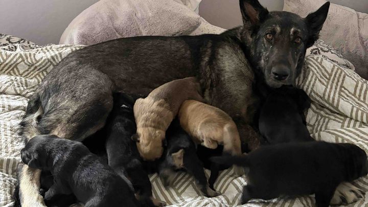 Support Clover and Her Puppies' Recovery campaign photo, 1 of 6