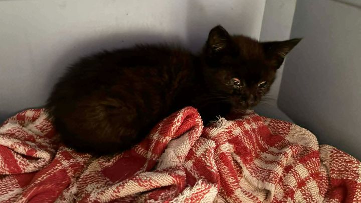 Help Catkins Feral Cats Care for Colonies campaign photo, 1 of 8