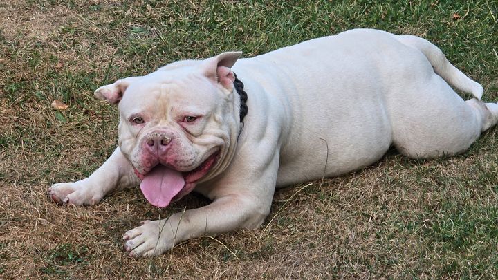 Help Give Victor the Second Chance He Deserves campaign photo, 1 of 8
