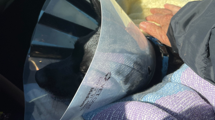 Help cover emergency medical costs for Oreo campaign photo, 1 of 7