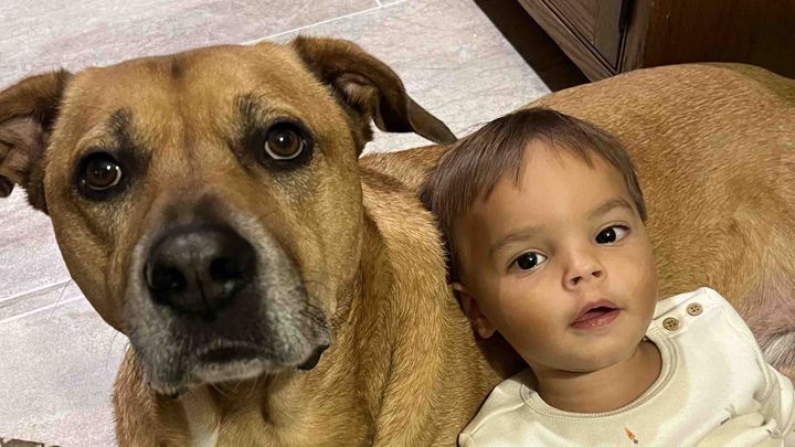 Help Frankie Run Again: Surgery Needed campaign photo, 1 of 7