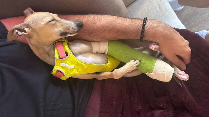 Help Our Dog Get Emergency Surgery campaign photo, 1 of 8