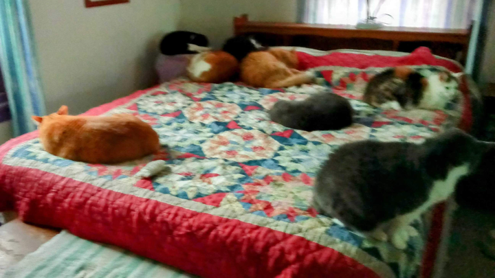 Help Carolyn feed and care for her 17 Rescue Cats campaign photo, 1 of 7