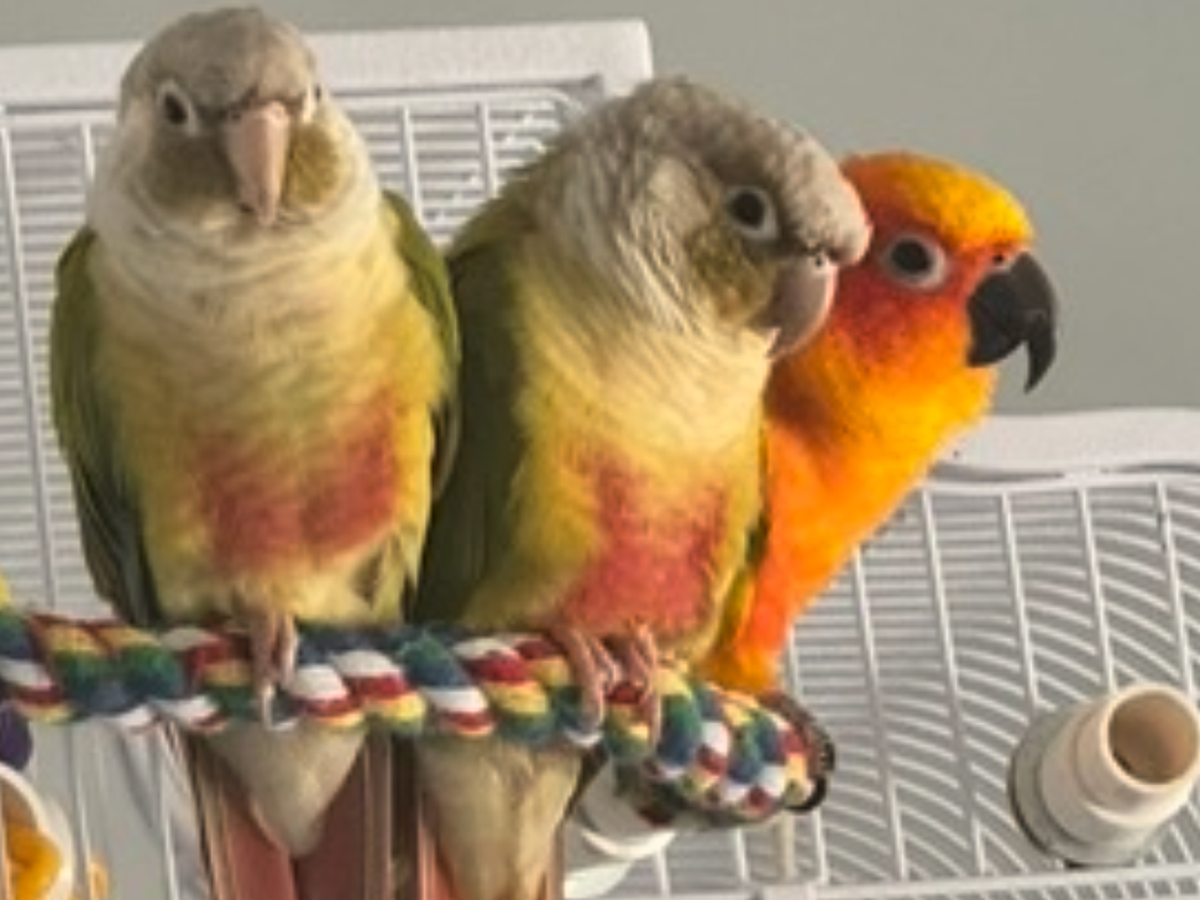 Fundraiser’s main image