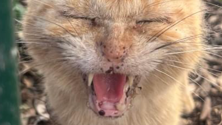 Tommy’s Cat Rescue campaign photo, 1 of 3