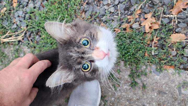 Disabled Cat Rescue - Percy's Rehabilitation campaign photo, 1 of 8