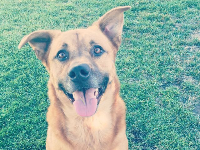 ジョニー Fundraiser for Kristene Egense by Brittney Joy : Let's help Dog