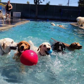 I Dig My Dog Pasadena, CA