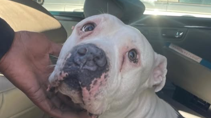 Help a Dog Dad Reunite with Dream campaign photo, 1 of 3