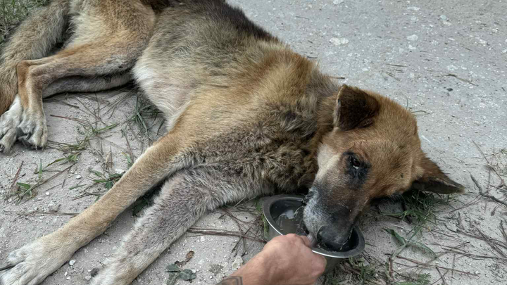 ‼️Help Dumped, Malnourished Dog Receive Vet Care campaign photo, 1 of 3