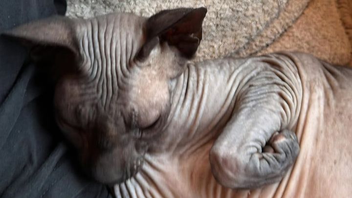 DRINGEND: Help kater Max (Sphynx) van zijn helse pijn af! campaign photo, 1 of 4
