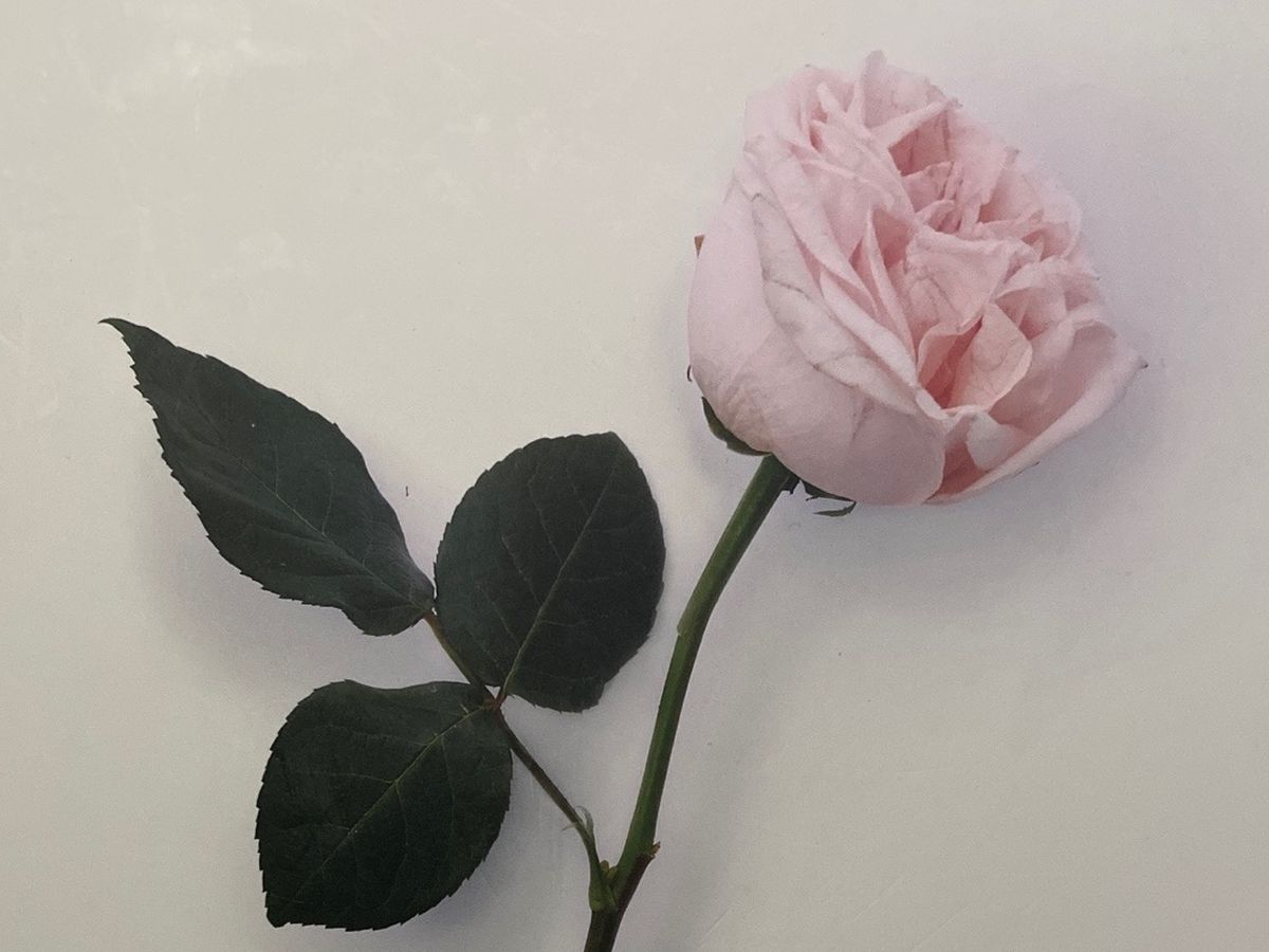 Sobeys Fredericton Flowers Best Flower Site