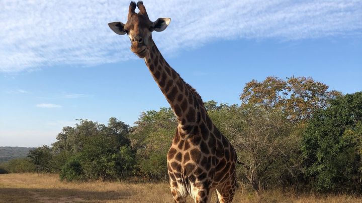 Help us re-populate the giraffes at Wits Rural campaign photo, 1 of 2