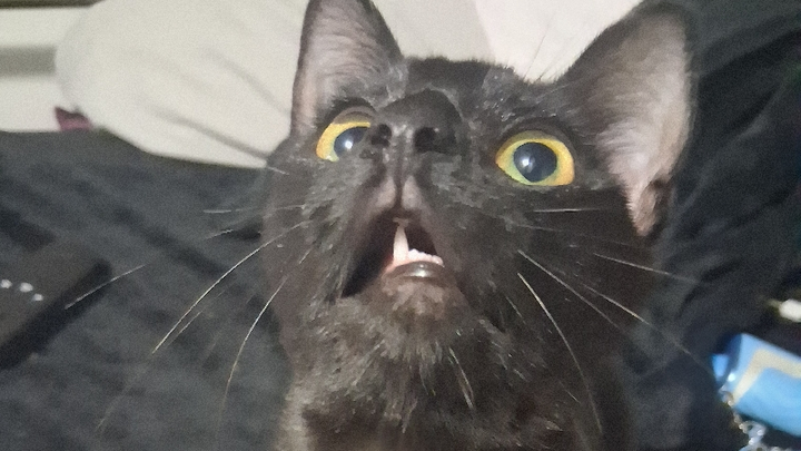 Please help save my kitten Orlok's life. campaign photo, 1 of 8