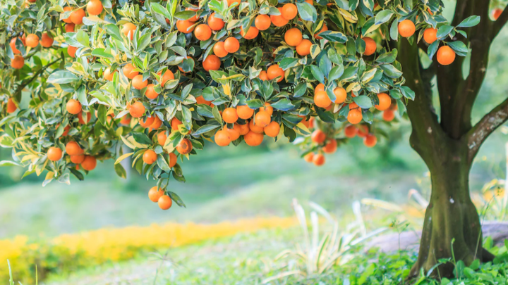 Bridging Abundance and Hunger with GivingTree campaign photo, 1 of 5
